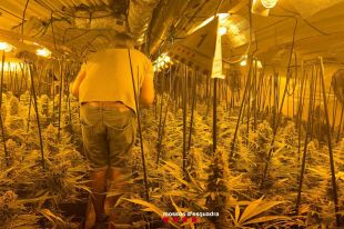 Troben un cultiu de marihuana amb 967 plantes en un bar de Figueres