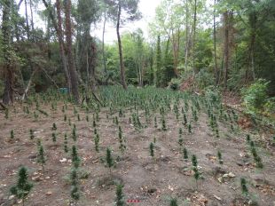 Descobreixen un cultiu de marihuana amb unes 2.000 plantes en un bosc de Vidreres