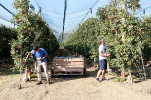Poma de Girona recullen 83.500 tones de fruita en la collita amb més diversitat de varietats