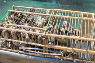 La Guàrdia Civil salva una àliga ferida i allibera 38 ocells fringíl·lids capturats il·legalment a Pedret i Marzà
