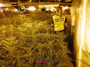 Troben 1.509 plantes de marihuana en una masia catalogada del segle XVI a Fogars de la Selva