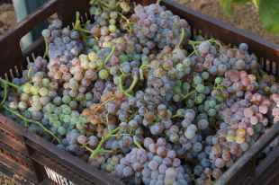 La collita de la DO Empordà disminueix un 4% respecte el 2021 per la sequera extrema