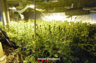 Desarticulen una banda que traficava marihuana a la Selva: 22 detinguts i 13 plantacions desmantellades