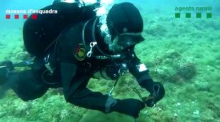 Mossos i Agents Rurals investiguen els autors de la pesca furtiva amb palangre a les Illes Medes
