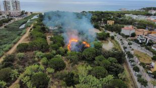 Crema una pineda a tocar un càmping a Platja d'Aro