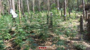 Desmantellada una plantació de marihuana valorada en 600.000 euros en una muntanya d'Albanyà