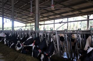 Les explotacions lleteres instal·len sistemes de refrigeració a les quadres per no perdre producció