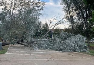 Banyoles recull la desena d'arbres caiguts per la tempesta del passat dissabte