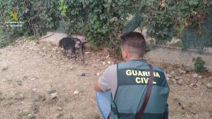 Investiguen un veí de Llers acusat de maltractar els seus gossos