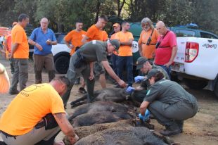 Els caçadors gironins confien a arribar als 22.000 senglars morts al setembre
