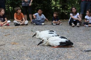 Primer anellament de cigonyes al Castell de Peralada amb una cinquantena de cries