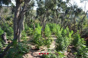 Quatre detinguts per tenir una plantació amb 2.141 plantes de marihuana en un bosc de Lloret