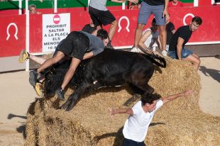 Denuncien el correbous de Vidreres per suposat maltractament animal