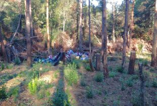 Un grup de caçadors netegen un bosc a Albanyà on hi havia una plantació de marihuana