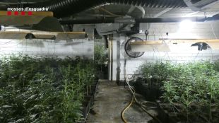 Dos detinguts per cultivar 778 plantes de marihuana dins una casa del Golf de Peralada