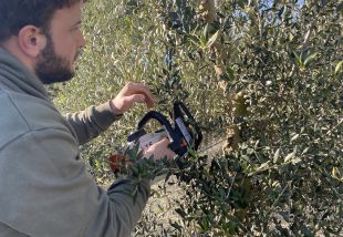Pronostiquen que la producció d'oli d'oliva pot caure més d'un 50% aquesta campanya