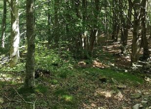 Darnius proposa la biomassa forestal com a recurs clau per al model energètic