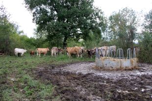 Els pagesos del Ripollès hauran de comprar farratge per a l'hivern degut a la sequera