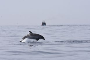 Enregistren imatges inèdites de dofins mulars alimentant-se en xarxes de pesca de cap de Creus