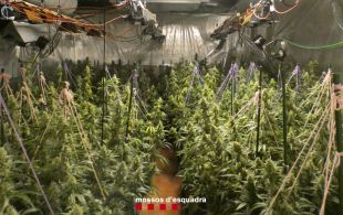 Dos detinguts per tenir un cultiu amb 602 plantes de marihuana en una casa de Sant Julià de Ramis