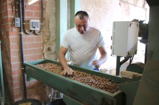 La producció d'avellanes a les comarques gironines cau un 40% per la sequera