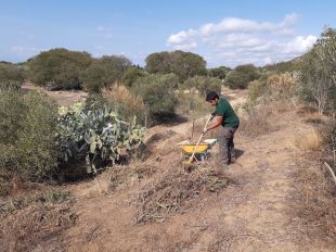 Eliminen a Pau un cactus invasor que amenaçava amb expandir-se pel Parc Natural del Cap de Creus