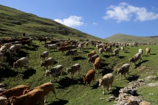 Catalunya erradica la tuberculosis bovina després de 30 anys de lluita