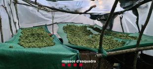 A presó dos responsables d'una plantació de marihuana en un bosc d'Arbúcies