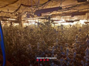 Troben 1.586 plantes de marihuana en un futur taller mecànic de Vilanova de la Muga