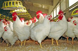 Faada surt en defensa de la gallina posada a la zona militar de Sant Climent Sescebes i denuncia la UdG