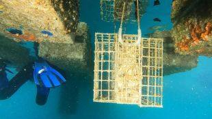 Els biohuts de Sant Feliu ja contribueixen a la regeneració de la biodiversitat