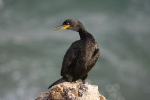 Un estudi de la UdG detecta microplàstics en el 93% de corbs marins del litoral català