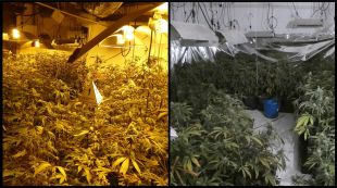 Dos detinguts i 476 plantes comissades en un cultiu de marihuana en una casa de Biure d'Empordà