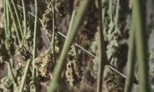 Un jove detingut acusat de tenir un cultiu amb 233 plantes de marihuana a una casa d'Esponellà