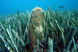 Les larves de nacra trobades al Cap de Creus i les Medes són d'espècie amenaçada i estan afectades pel paràsit