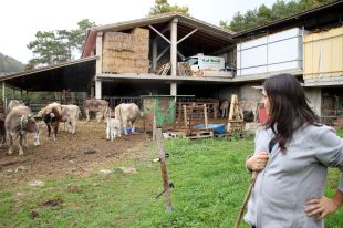 Situació crítica de la petita pagesia, obligada a tancar pels preus de producció
