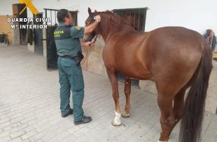 Investiguen un dipositari judicial per apropiació indeguda i estafa en la venda il·legal de 14 cavalls