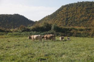 Acció Climàtica contractarà ramats per fer prevenció d'incendis en les zones de major risc