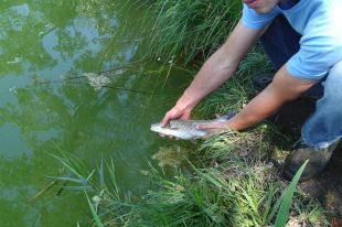Primers alliberaments de peixos autòctons a l'estanyol del Vilar de Banyoles amb barbs de muntanya 