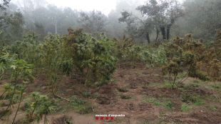 Tres detinguts per conrear 600 plantes de marihuana amagades en una zona boscosa a Vidreres