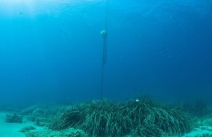 Palamós instal·la 40 noves boies de fondeig noves entre cala Canyers i les illes Formigues