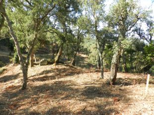 Busquen tècniques per millorar la productivitat i la resiliència de les suredes davant del canvi climàtic