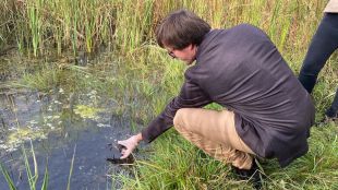 El Consorci de l’Estany allibera sis tortugues a les llacunes de Can Morgat