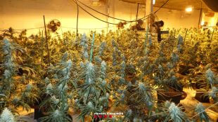 Presó per a dos homes que tenien un cultiu amb 700 plantes de marihuana a Blanes