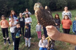 Alumnes de l'escola Tramuntana de Pont de Molins alliberen un astor