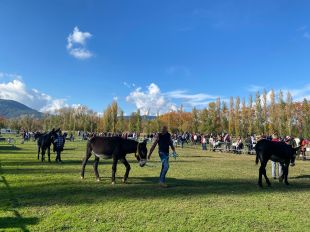 Milers de persones s'han apropat a la Draga de Banyoles per la Fira de Sant Martirià