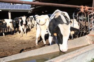 Agricultors i ramaders de l'Alt Empordà preocupats amb les restriccions d'aigua per la sequera