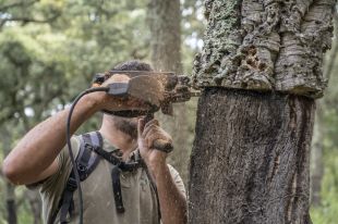 Un nou projecte busca professionalitzar i protegir la professió de pelador de suro