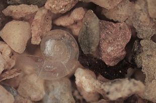 Descobreixen al Pla de l'Estany una nova espècie de cargol d'aigua diminut que és endèmic del riu Fluvià