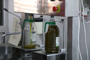La DOP Oli de l'Empordà preveu una caiguda d'entre un 30 i un 40% de la collita degut a de la sequera